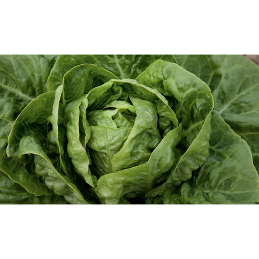 LETTUCE; BUTTER HEAD; Cindy (KS-SAK-CHE-CIN)