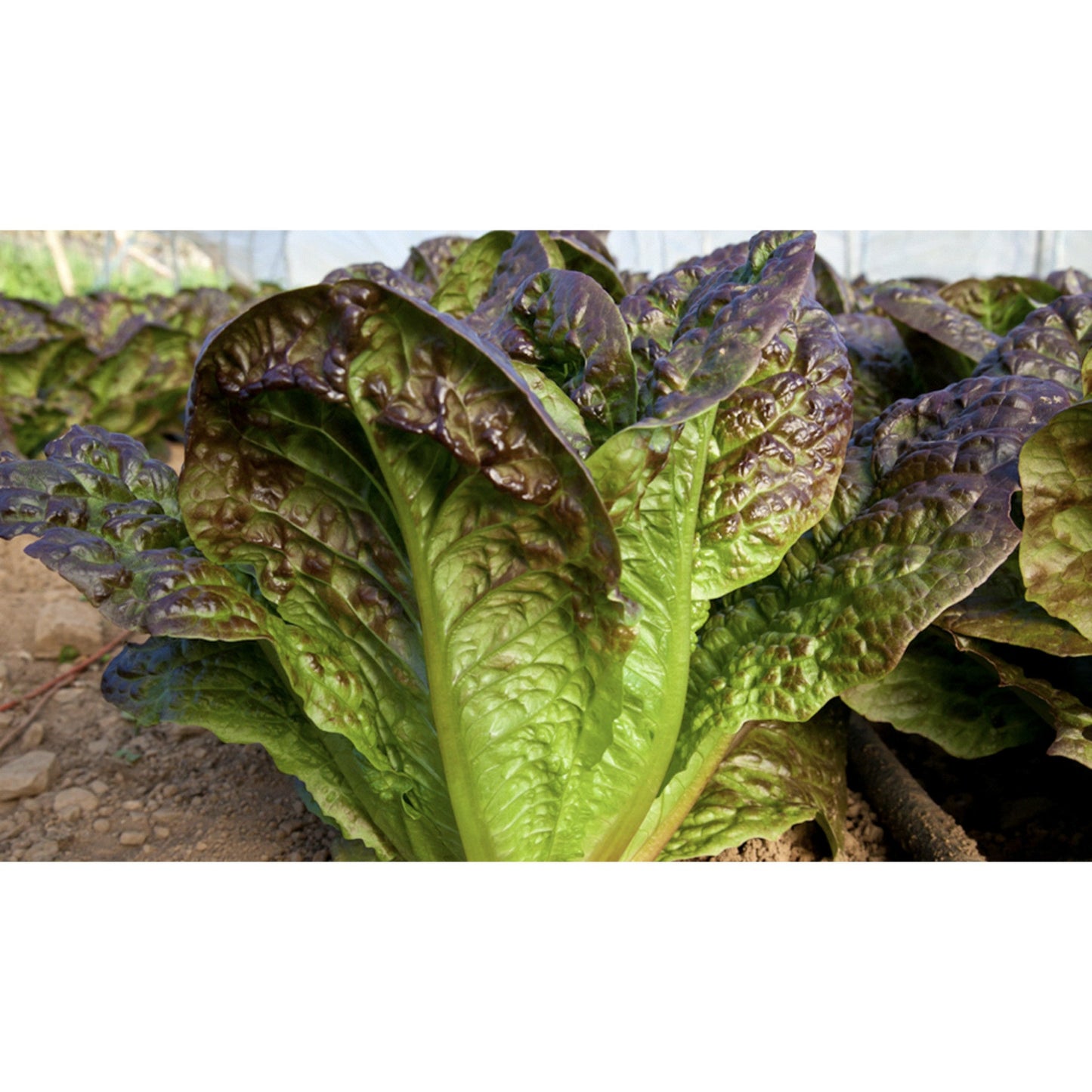 LETTUCE; COS; Little Leprechaun