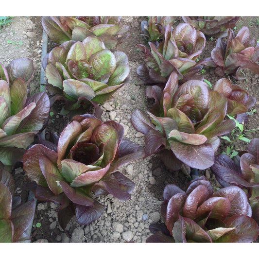 LETTUCE; COS; Brune d'Hiver