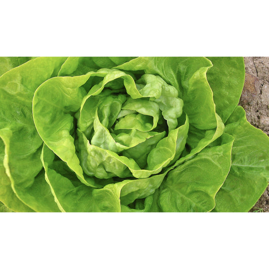 LETTUCE; WINTER; Valdor