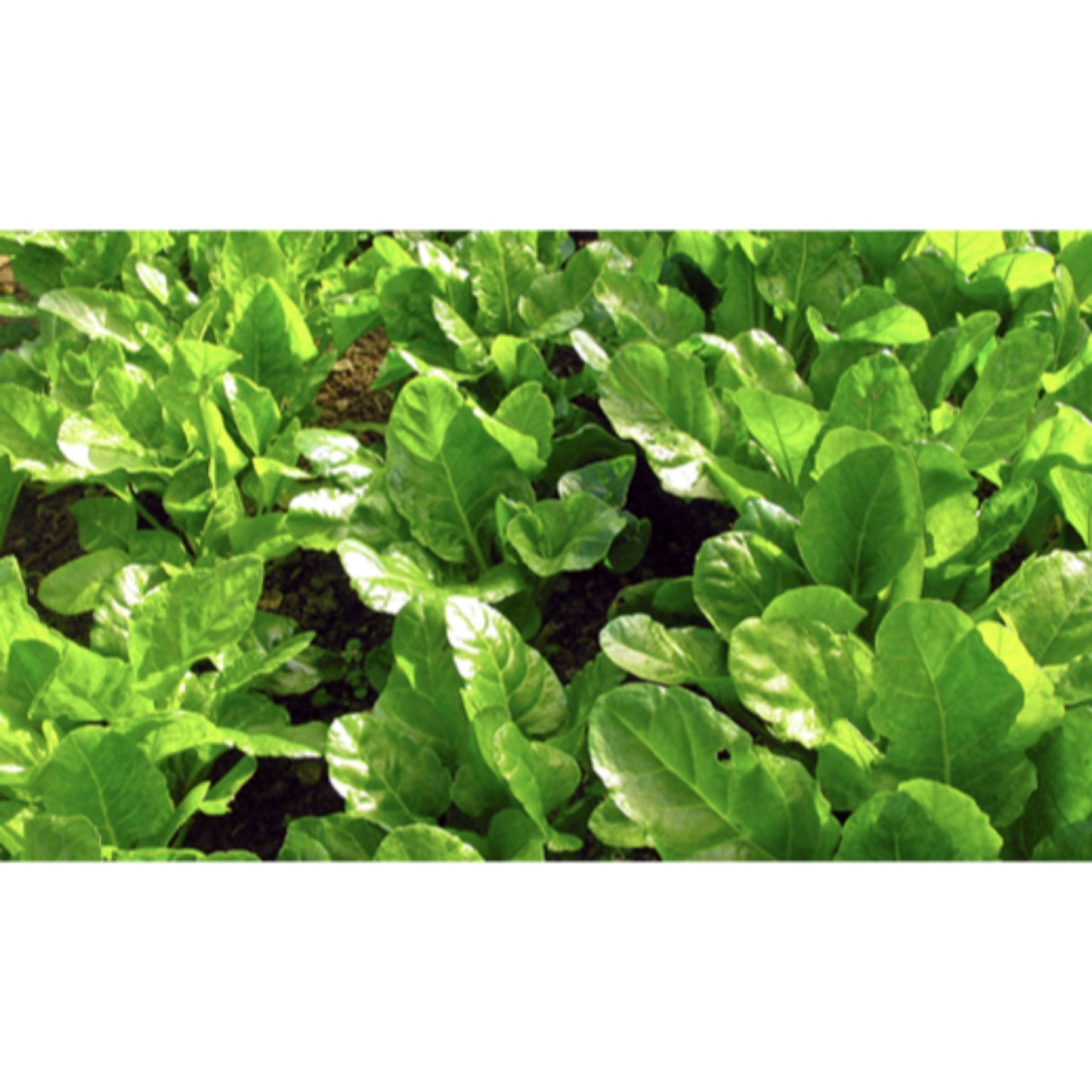 LEAF BEET; Spinach Beet