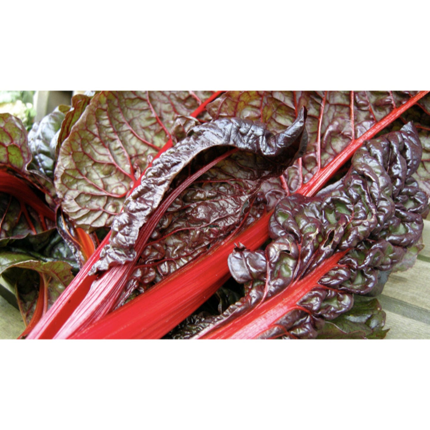 LEAF BEET; Rhubarb Chard