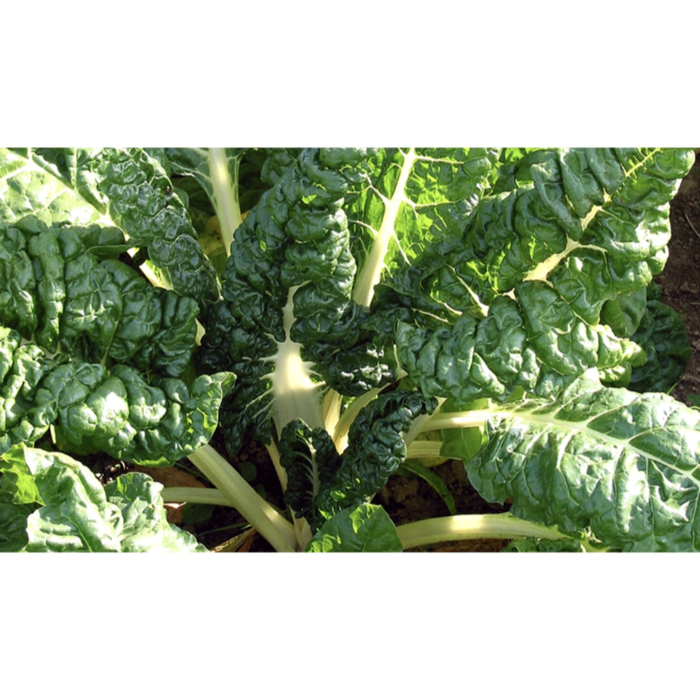 LEAF BEET; Swiss Chard