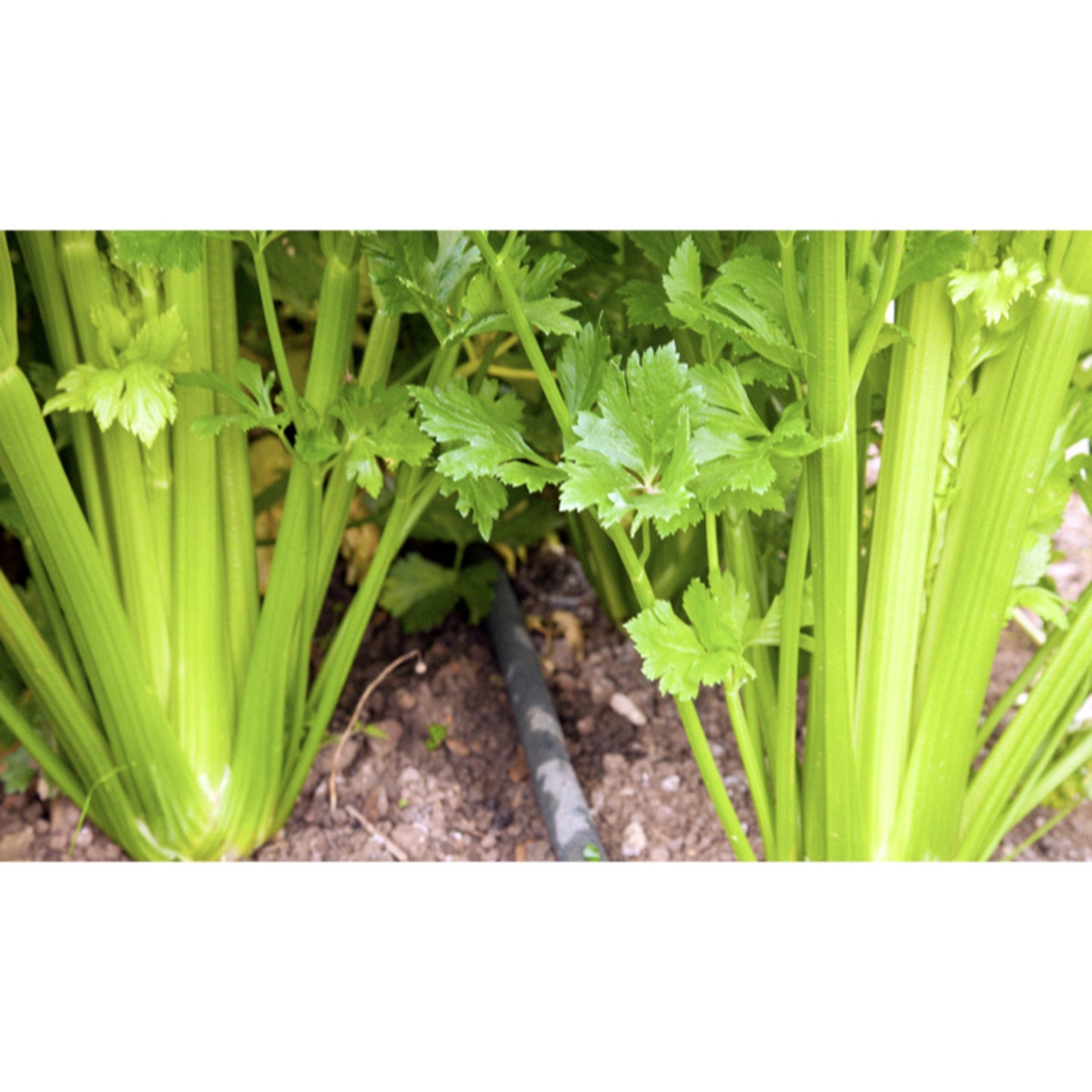 CELERY; Tall Utah