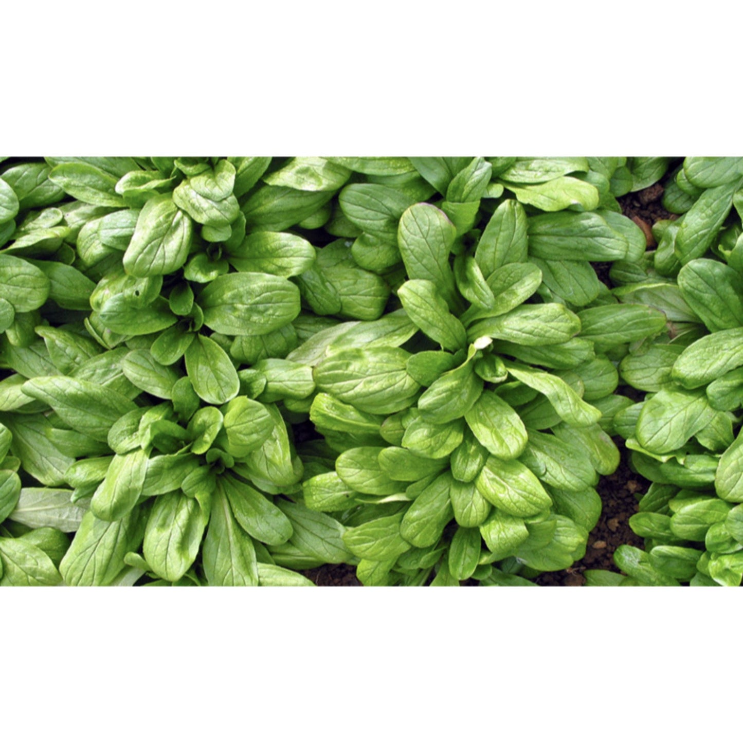 CORN SALAD; Large Leaved Noord-Hollandse