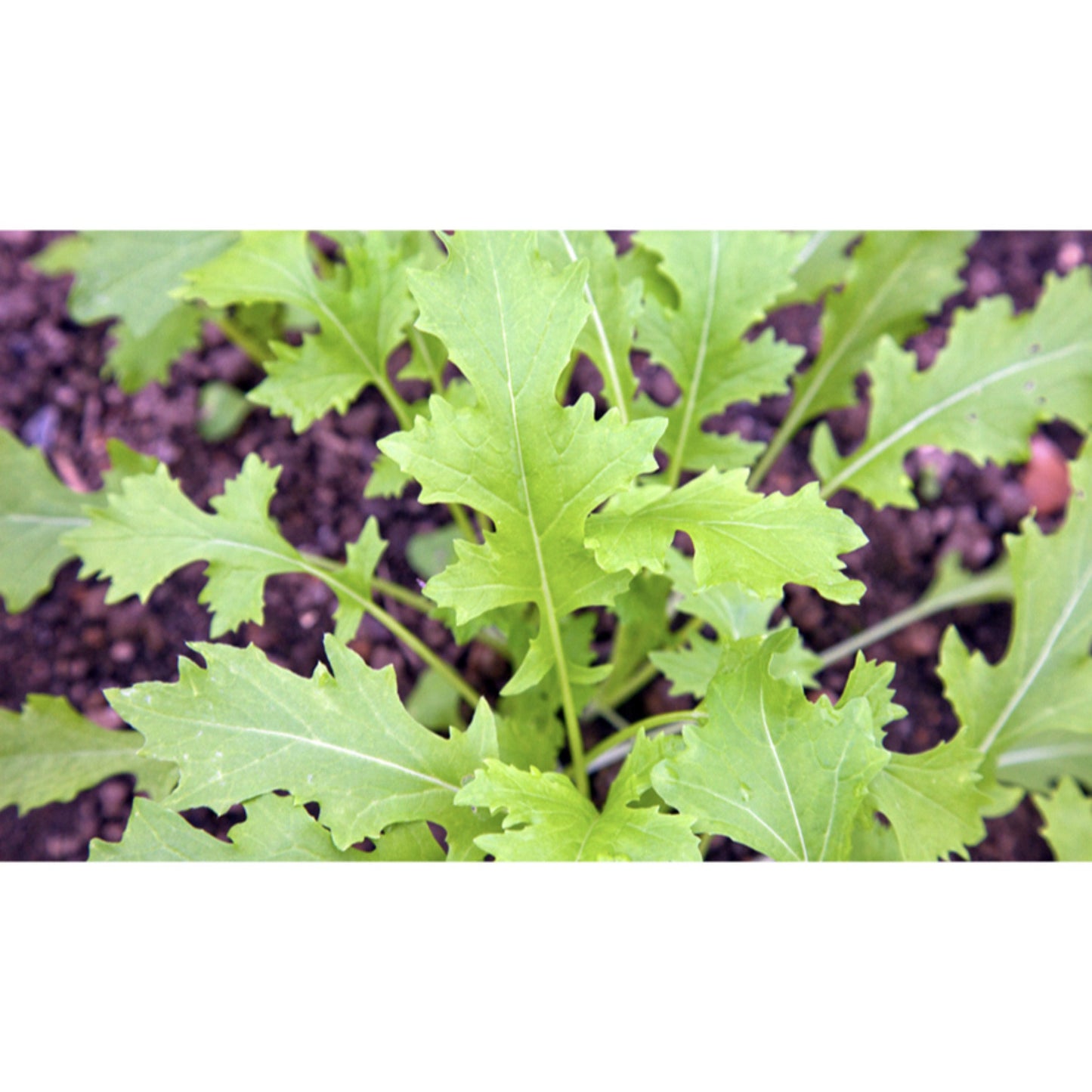 SALAD GREEN; Namenia