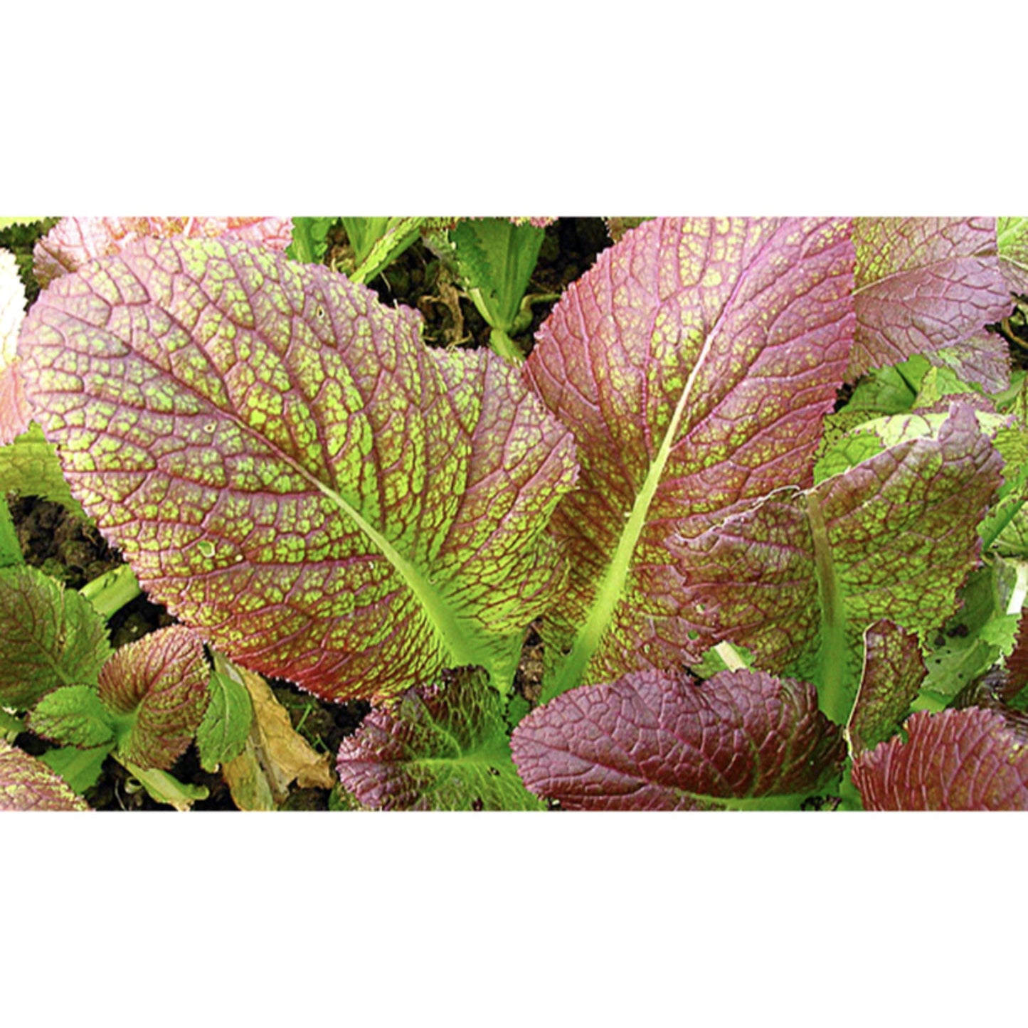 SALAD GREEN; Chinese Mustard Red Giant