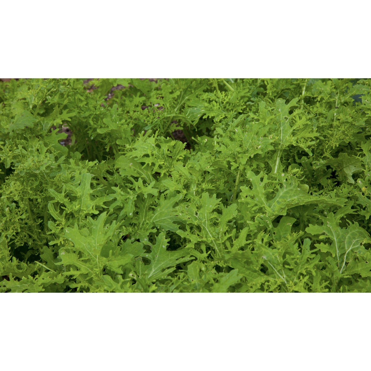 SALAD GREEN; Golden Frills