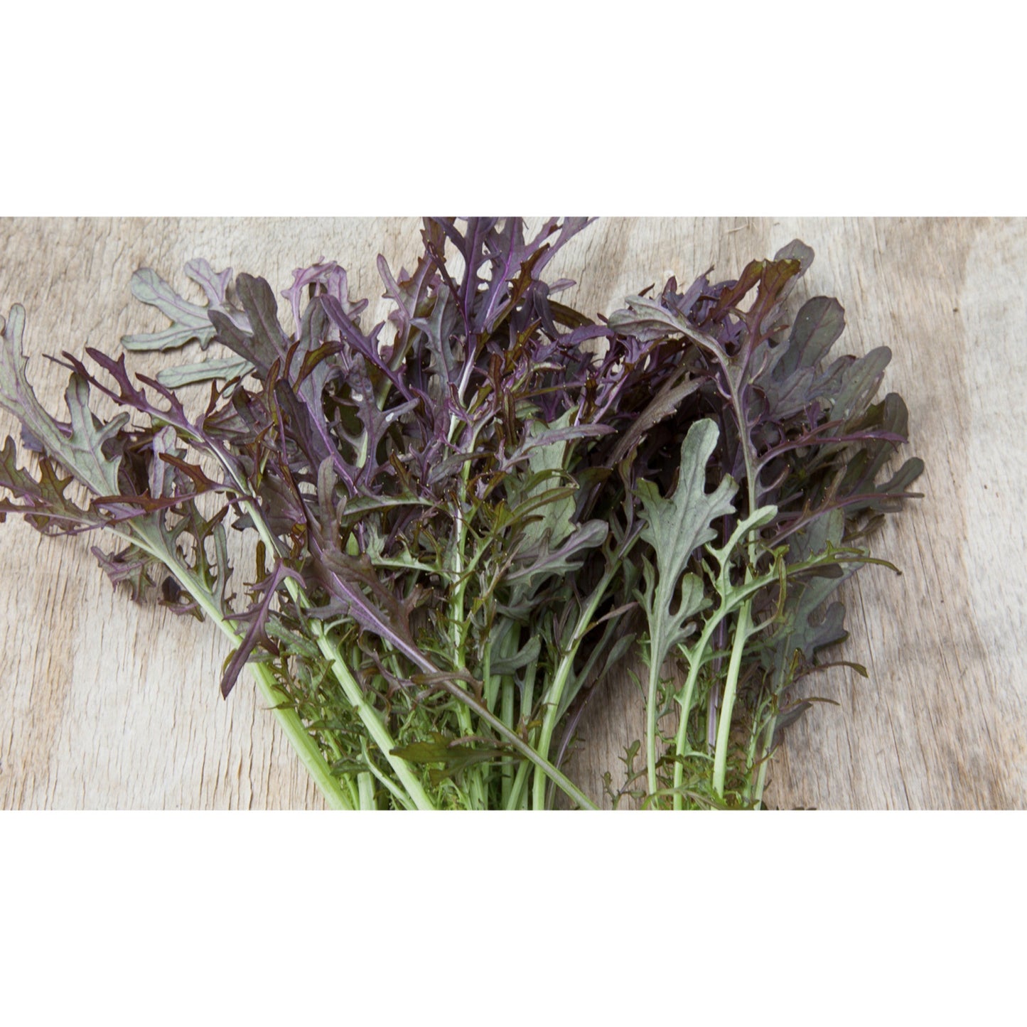 SALAD GREEN; Purple Frills