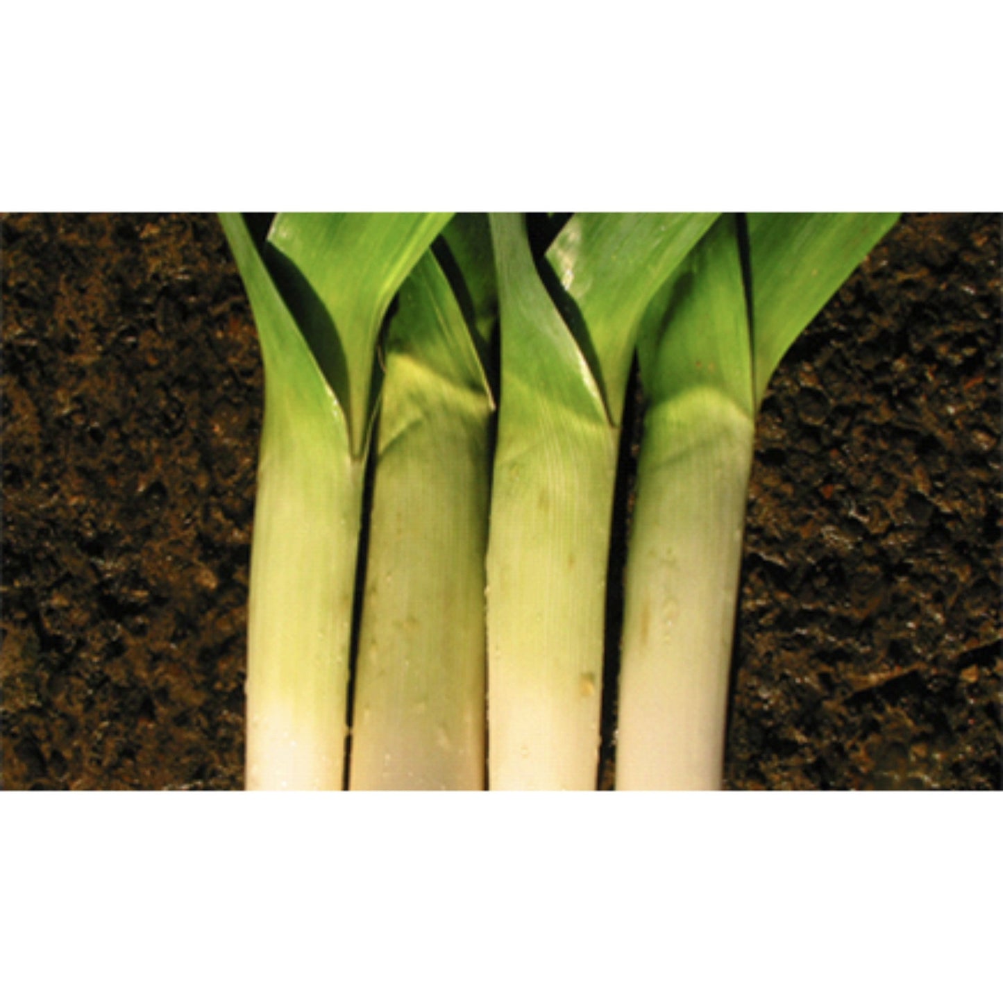LEEK; Autumn Giant/Hannibal