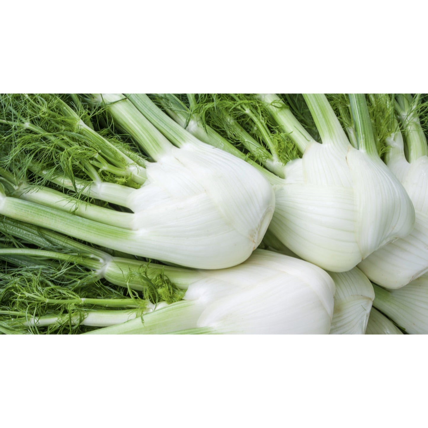 FLORENCE FENNEL; Perfektion