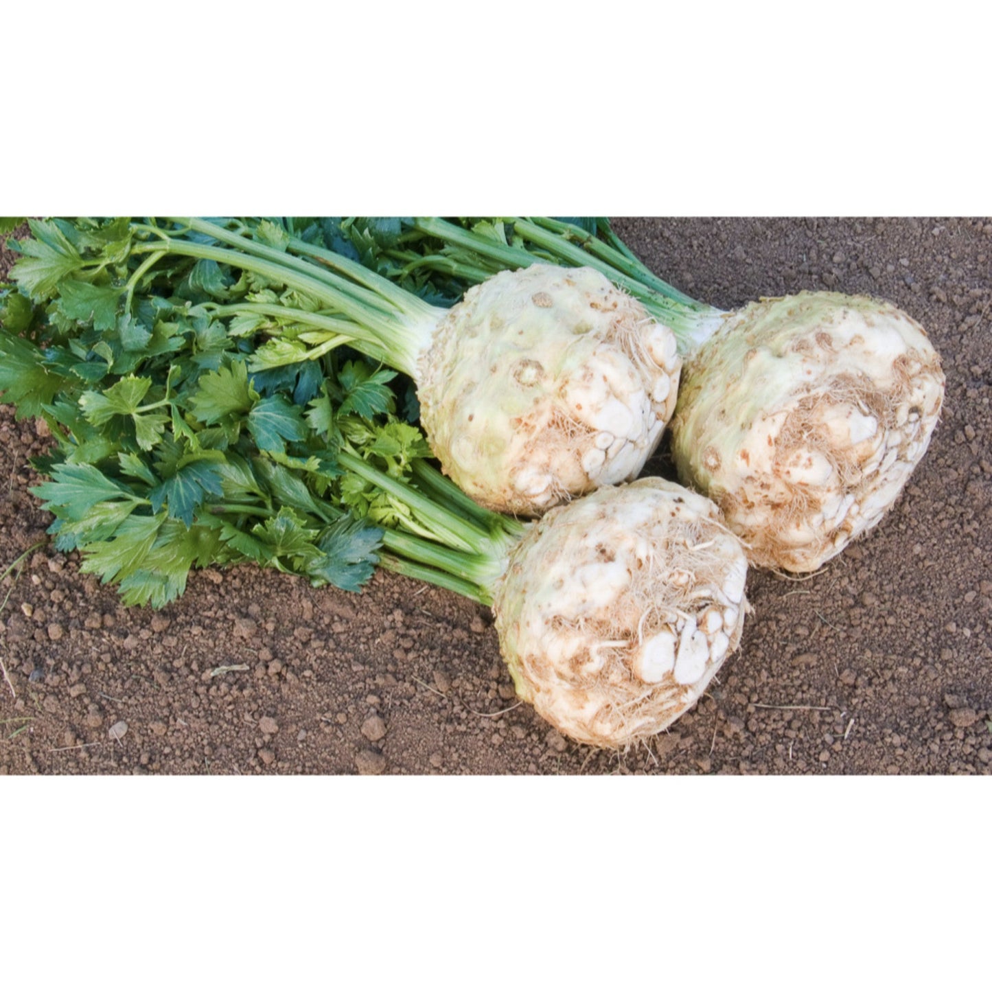 CELERIAC; Monarch