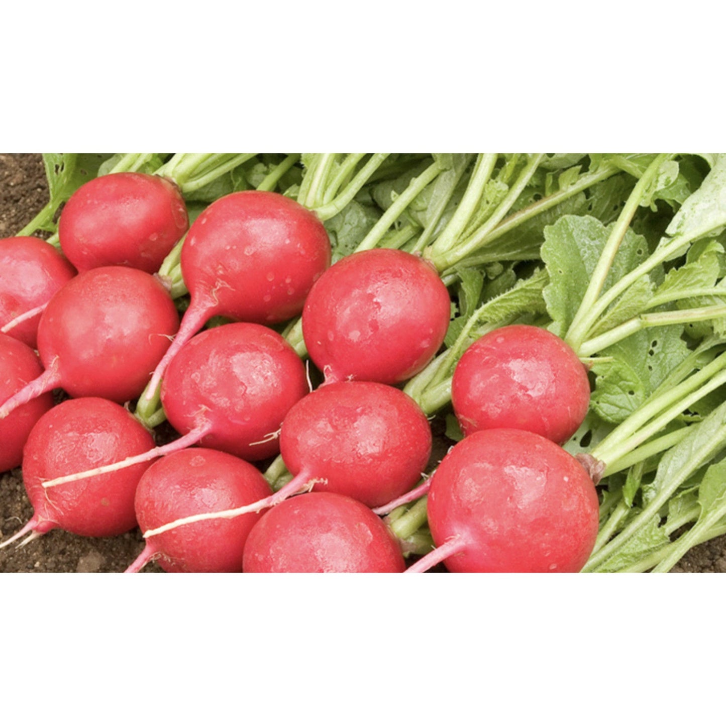 RADISH; Cherry Belle