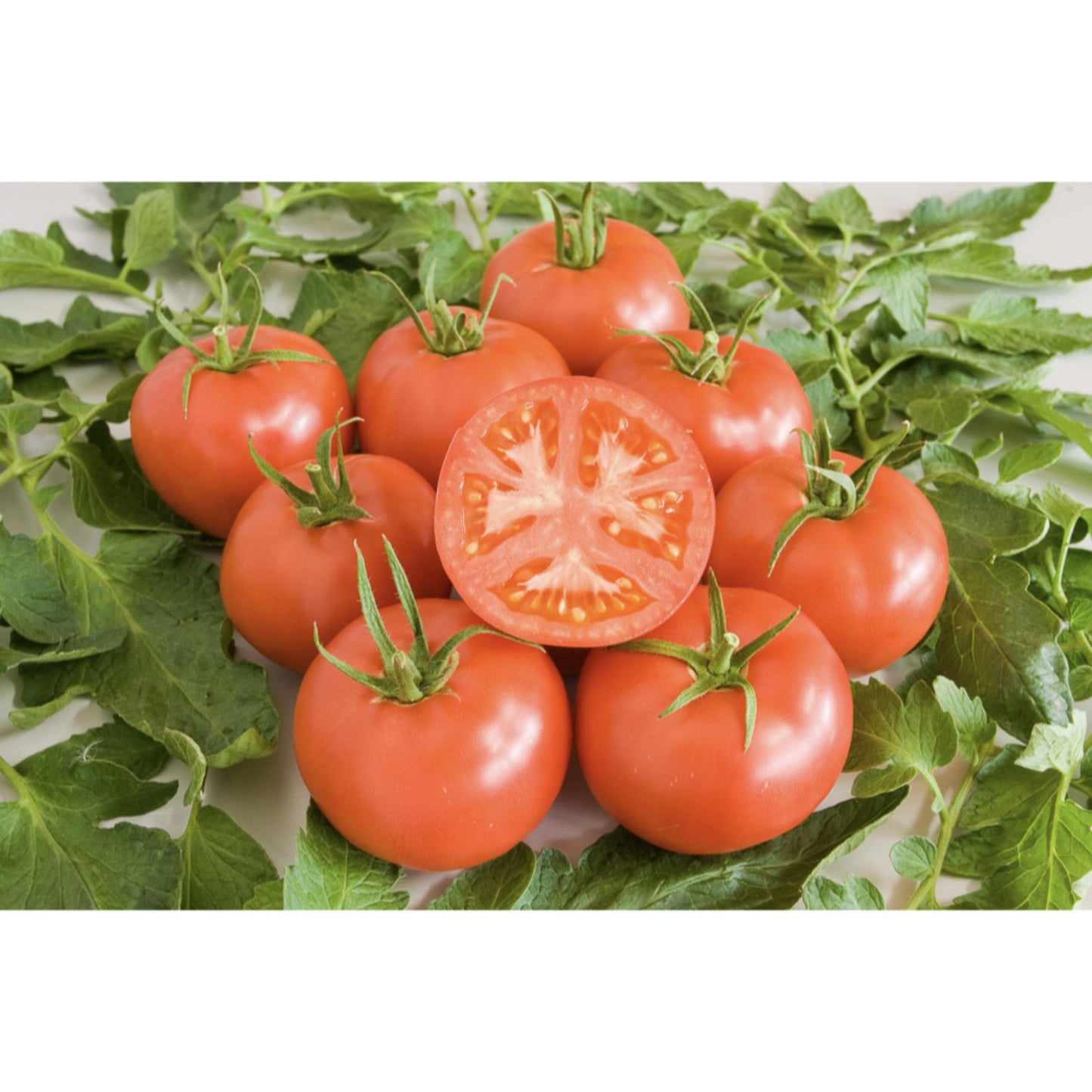TOMATO; Berner Rose
