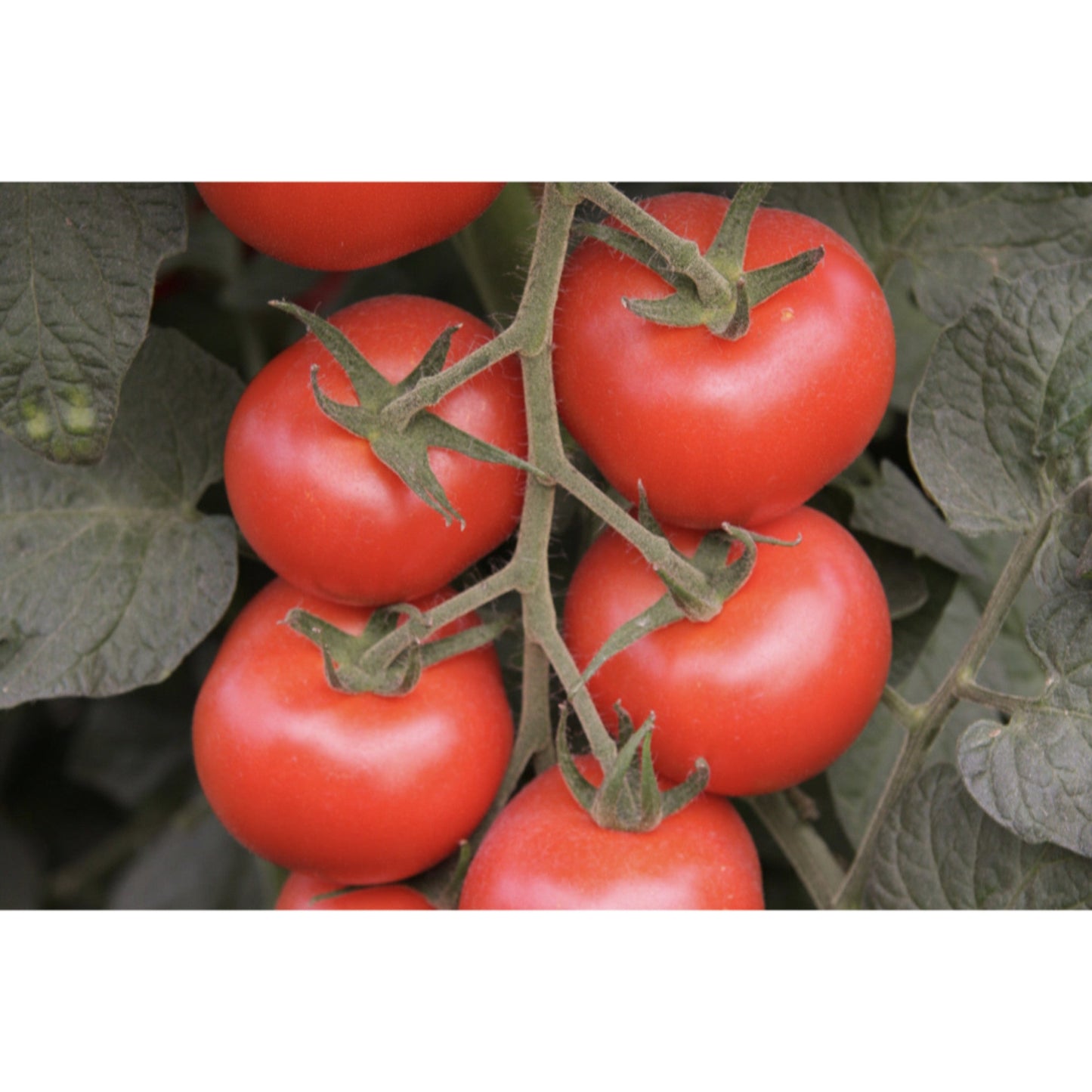 TOMATO; Bolstar Granda