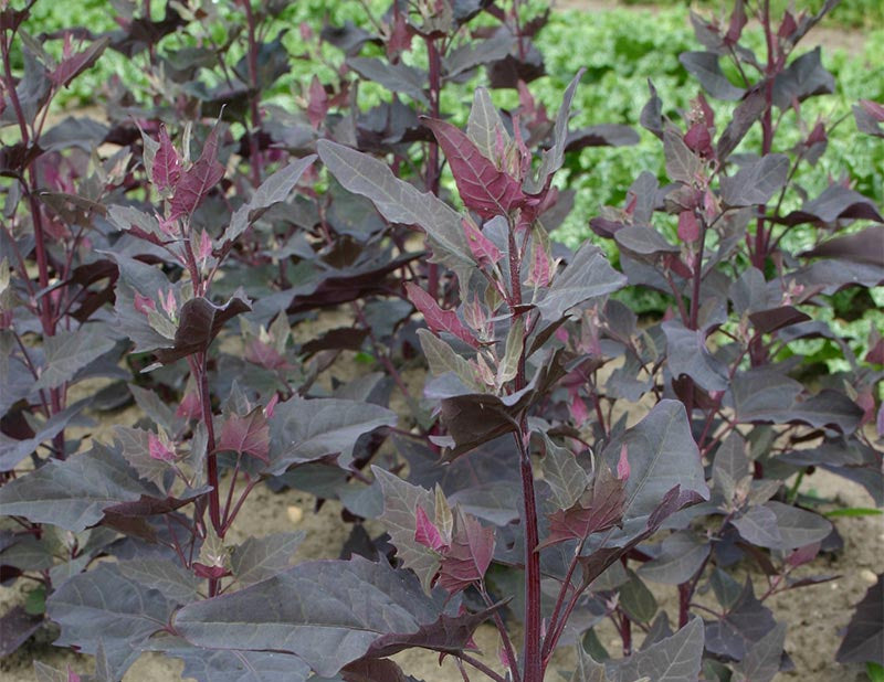 SALAD GREEN; Garden Orache Red