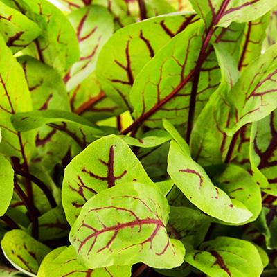 HERB; Sorrel, Red Veined, Red Stripe
