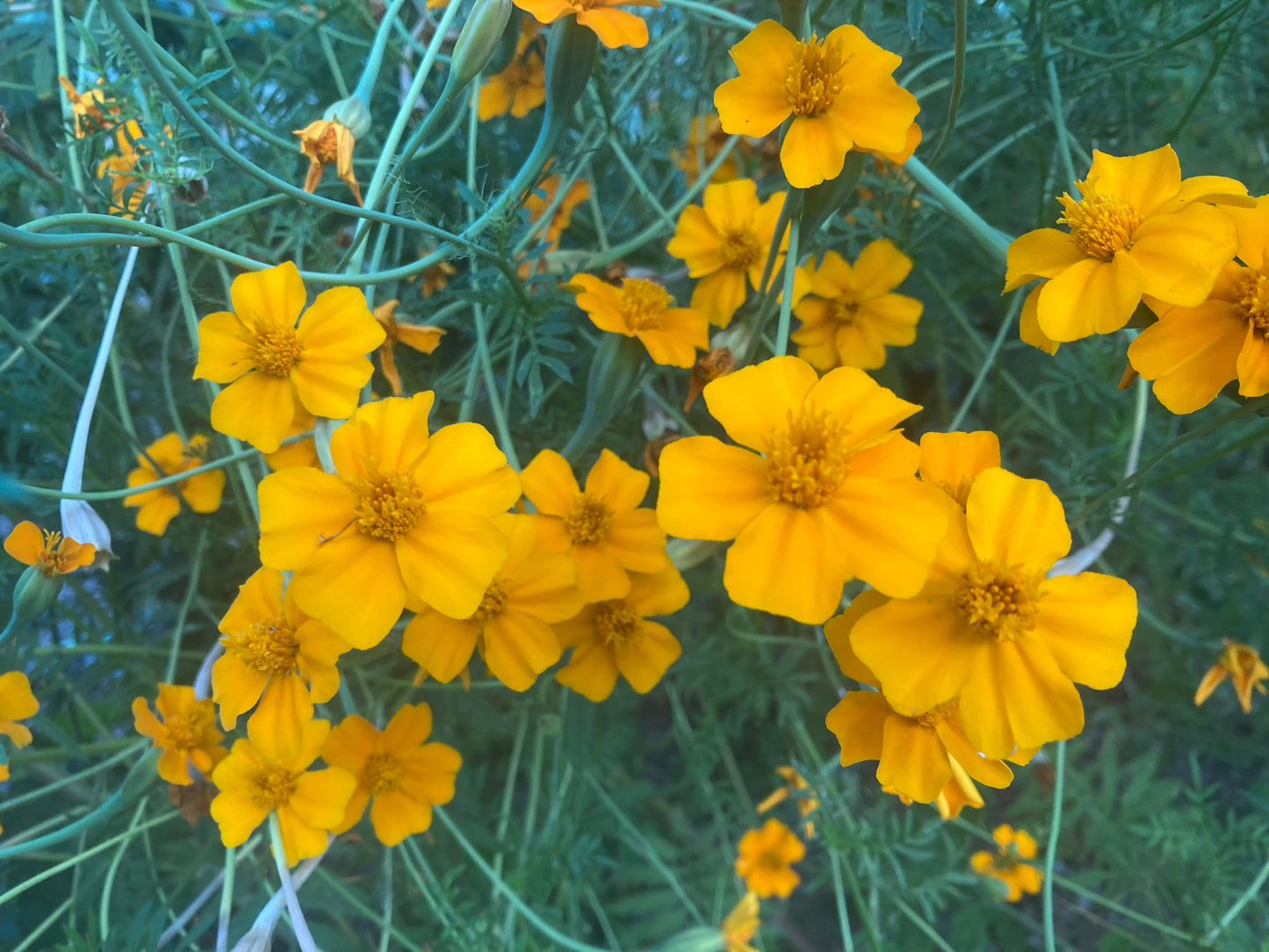 FLOWER; Tagetes erecta, Aztec Marigold