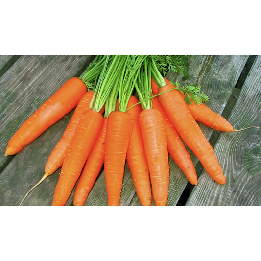A reliable carrot variety. stores well