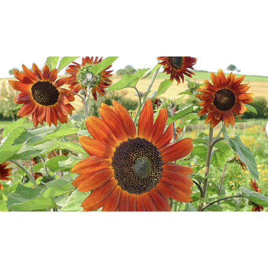 FLOWER; Helianthus annuus; Velvet Queen 