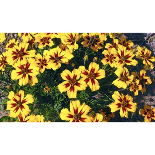 FLOWER; Tagetes patula nana