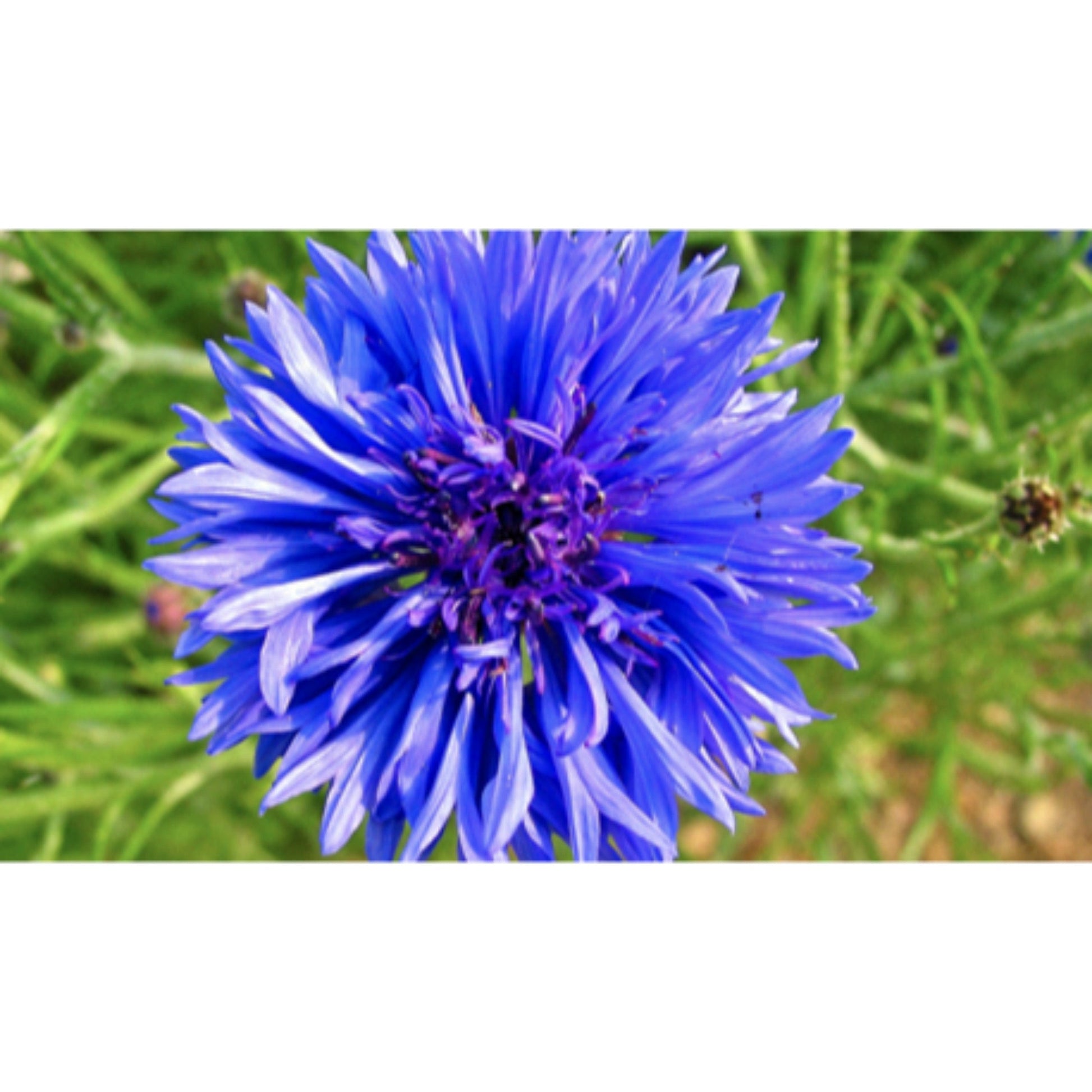 FLOWER; Centaurea cyanus; blue