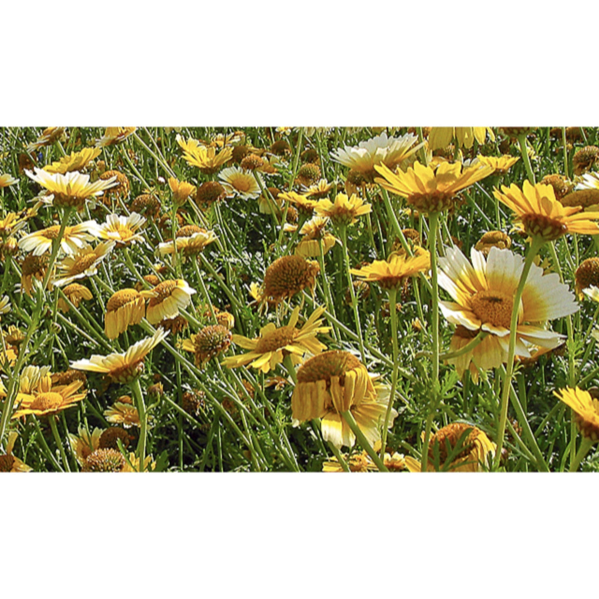 FLOWER; Chrysanthemum segetum