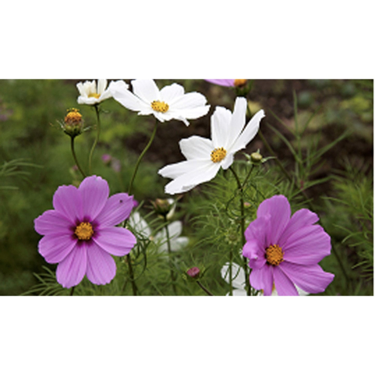 FLOWER; Cosmos bipinnatus