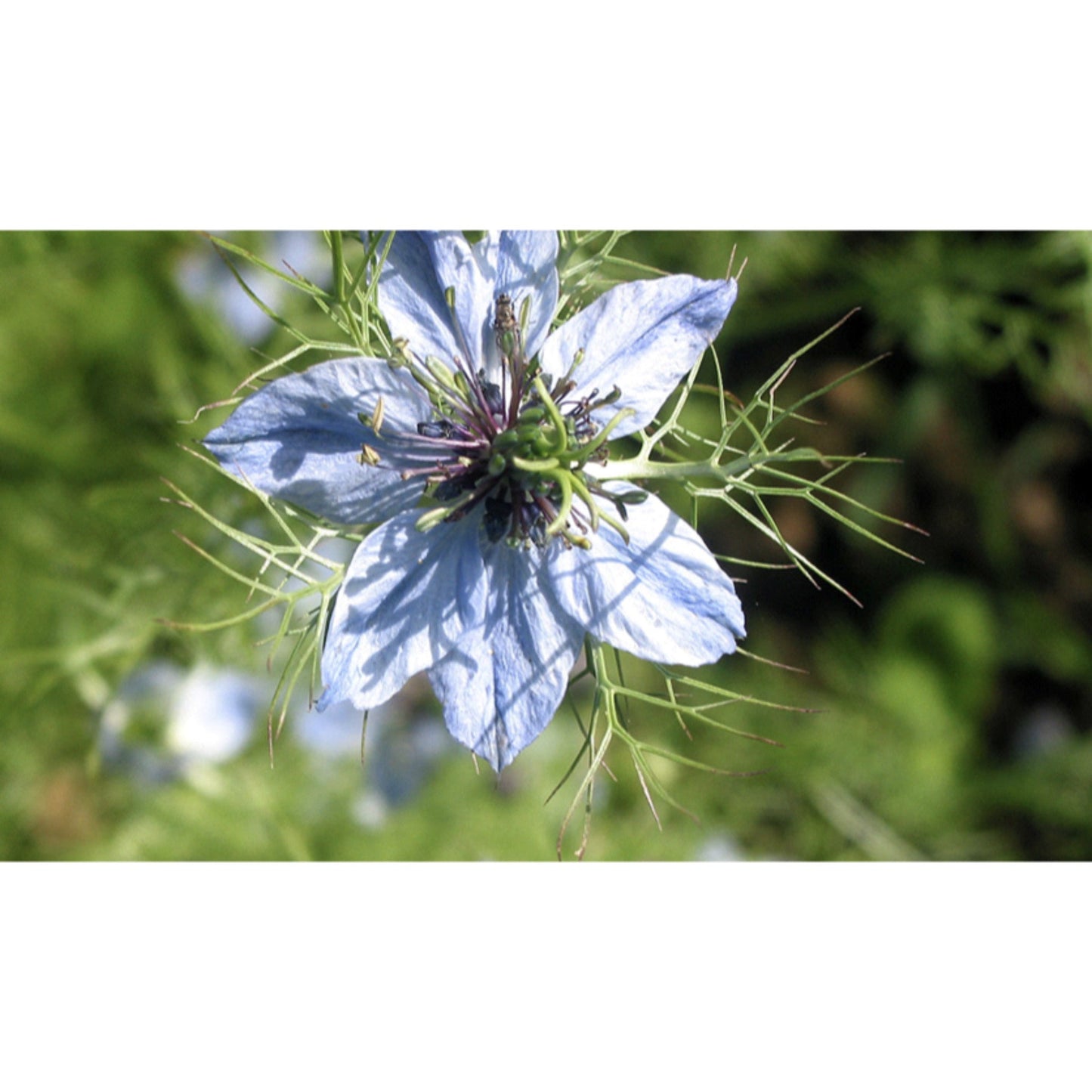 FLOWER; Nigella damascena