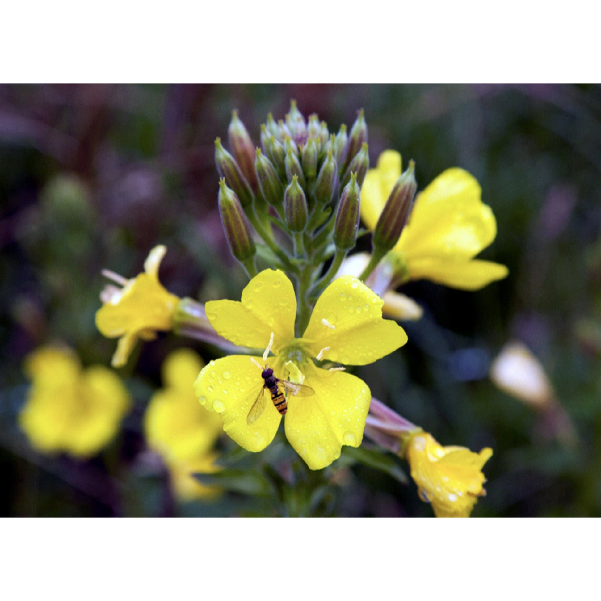FLOWER; Oenothera biennis
