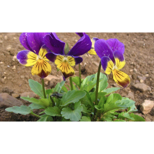 FLOWER; Viola tricolor 