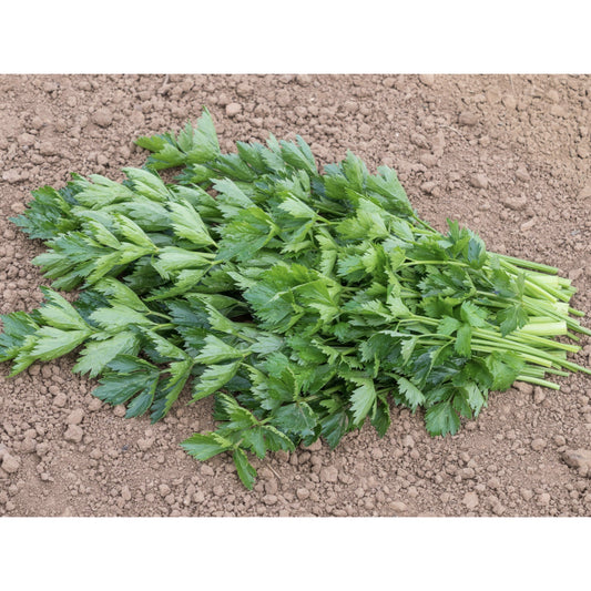 HERB; Celery leaf