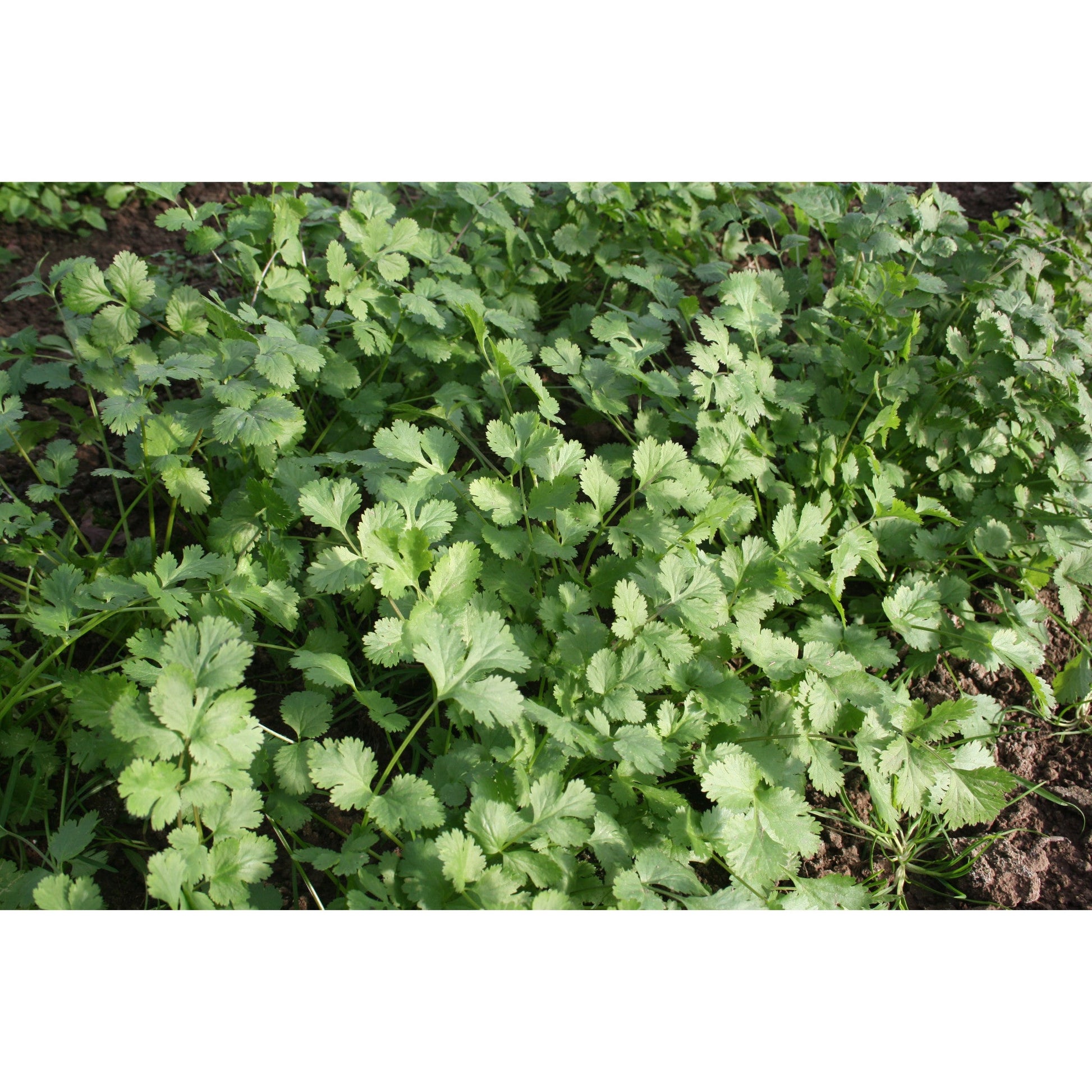 HERB; Coriander