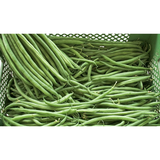 BEAN; DWARF FRENCH; Caruso