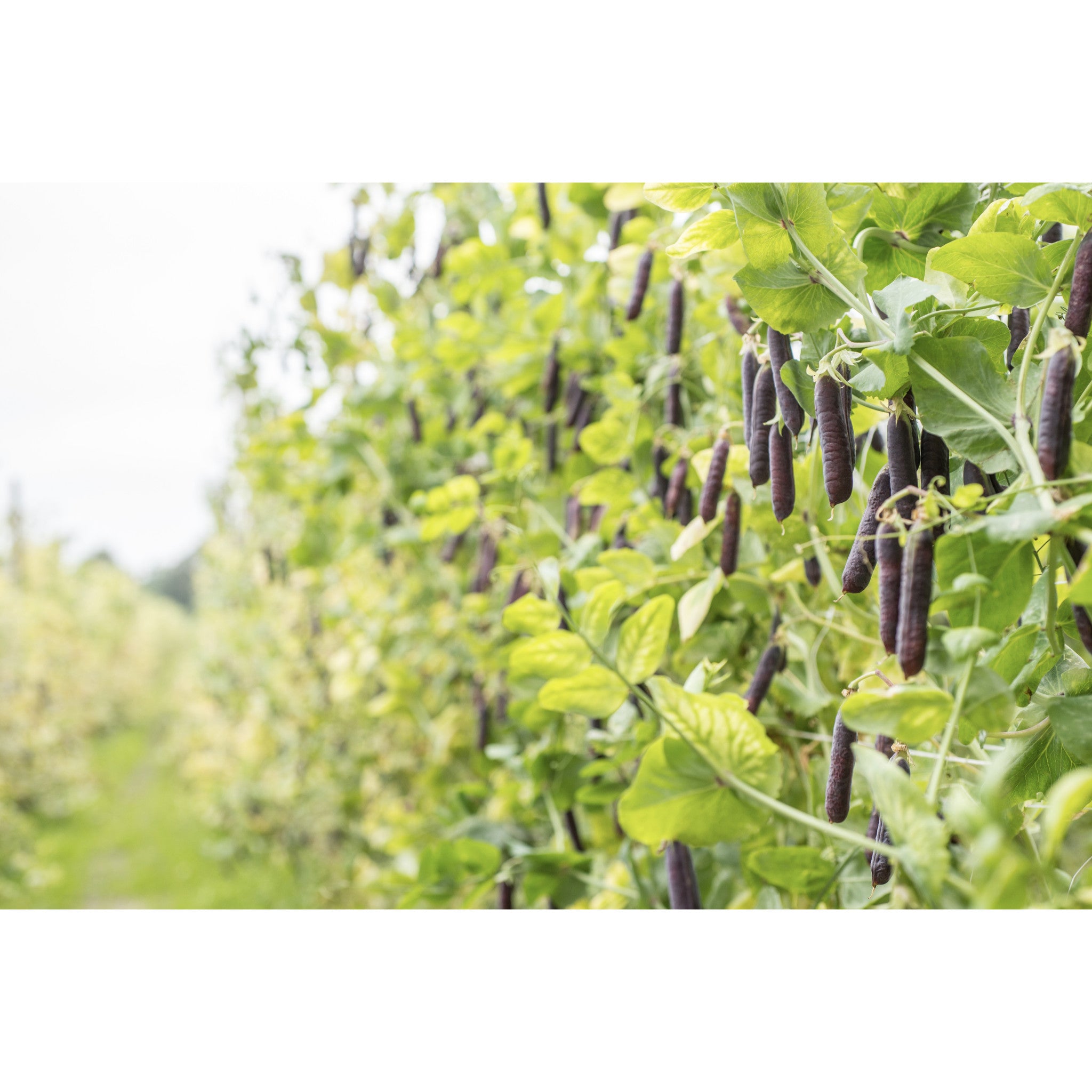 ORGANIC PEA; Blauwshokkers – Esk Seeds and Plants