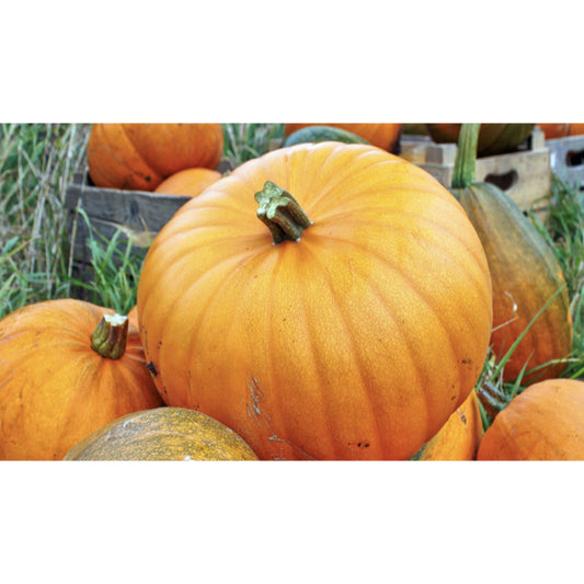 PUMPKIN; Jack o' Lantern