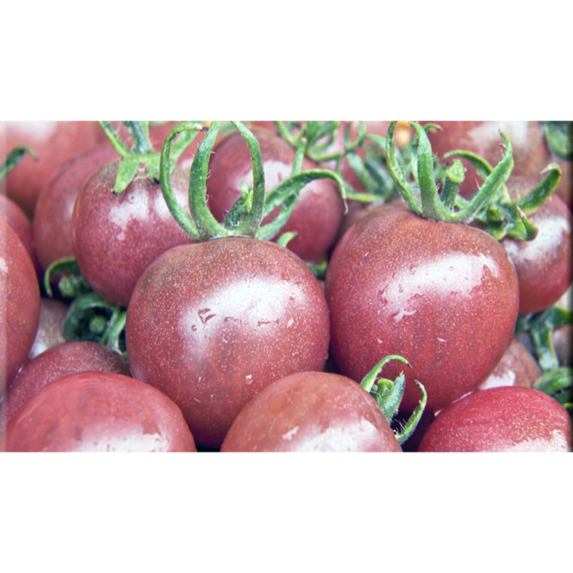 TOMATO; Black Cherry