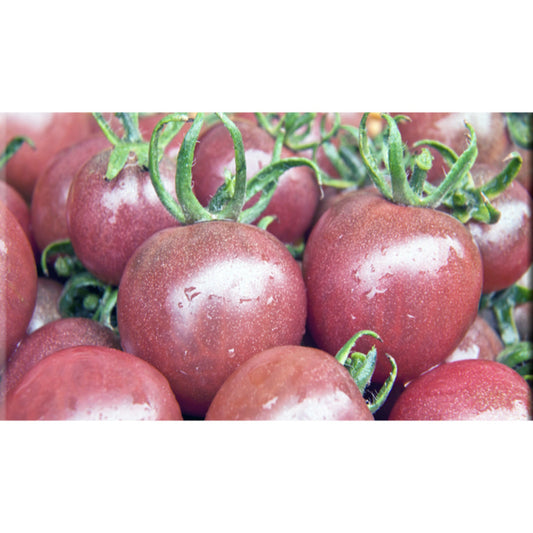 TOMATO; Black Cherry