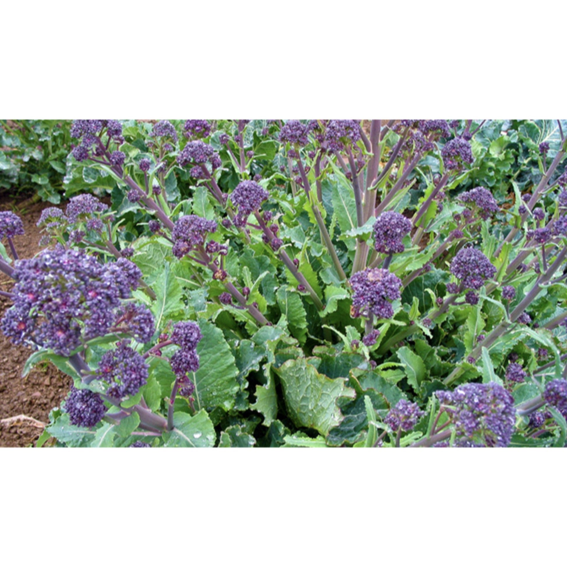 BROCCOLI; Purple Sprouting Broccoli Late