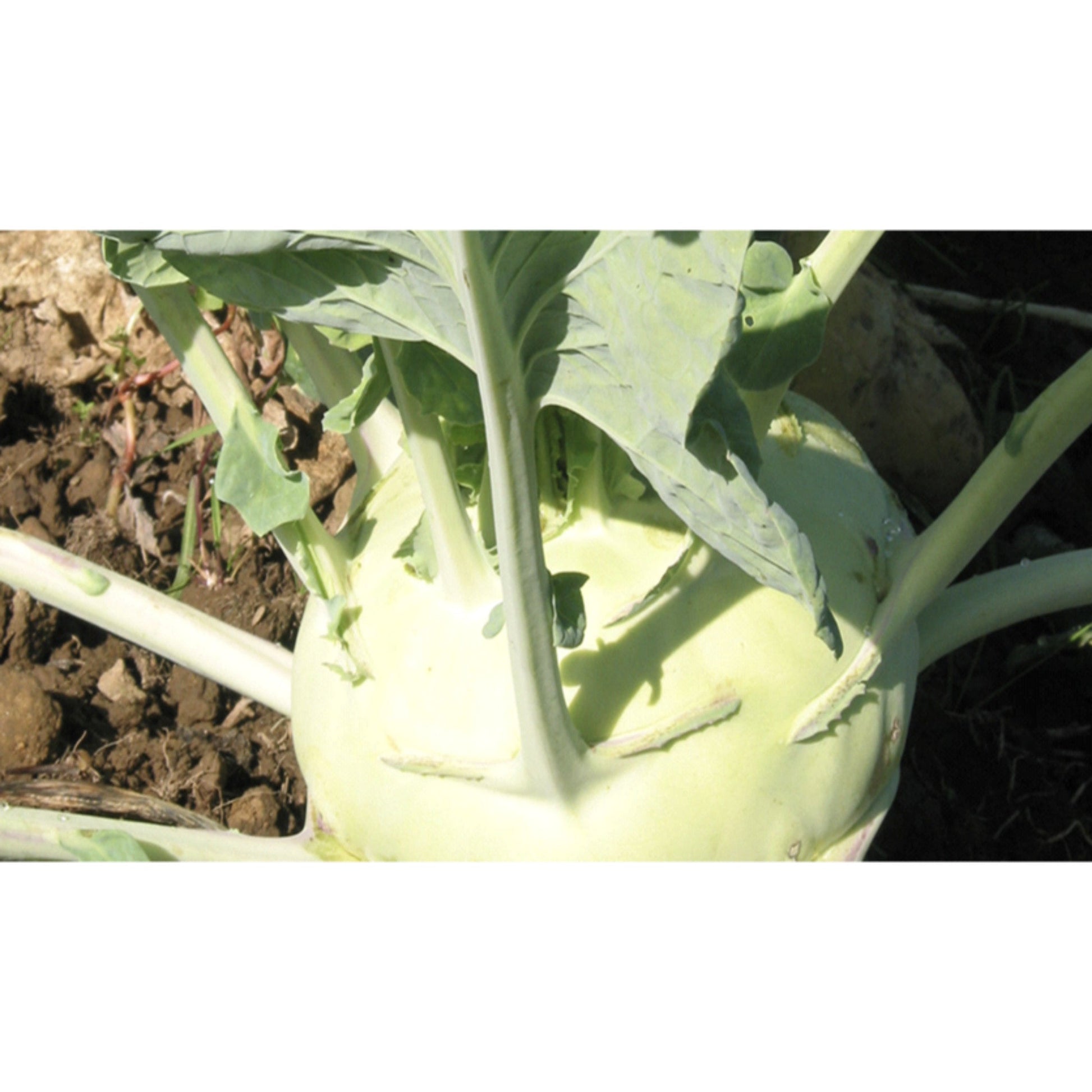 KOHLRABI; Superschmelz