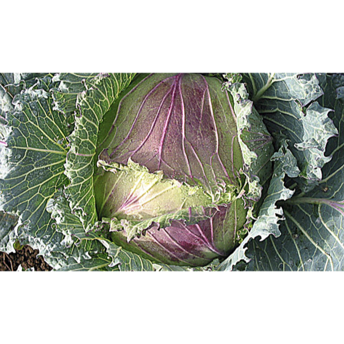 CABBAGE; WINTER; January King