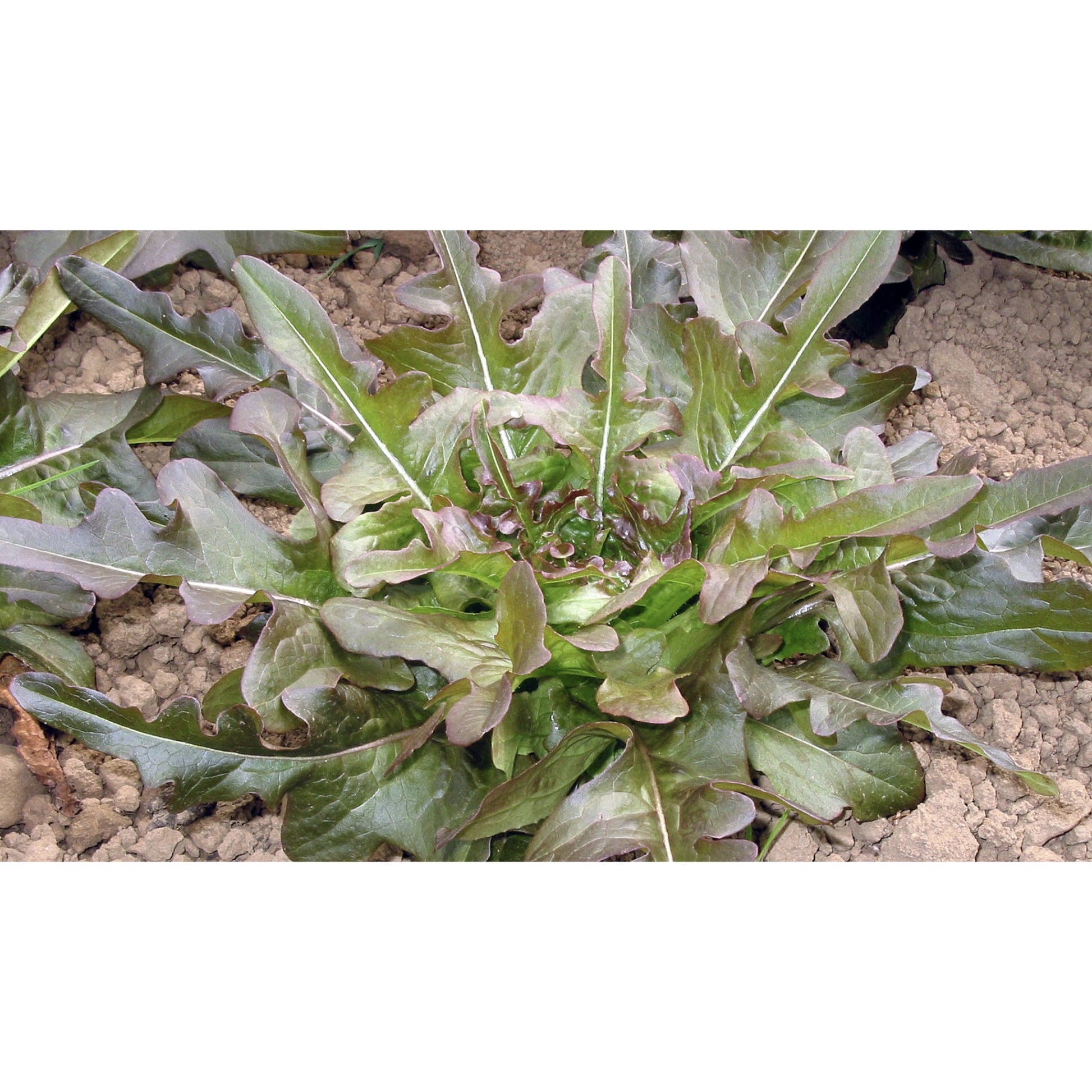 LETTUCE; LOOSE LEAF; Cocarde