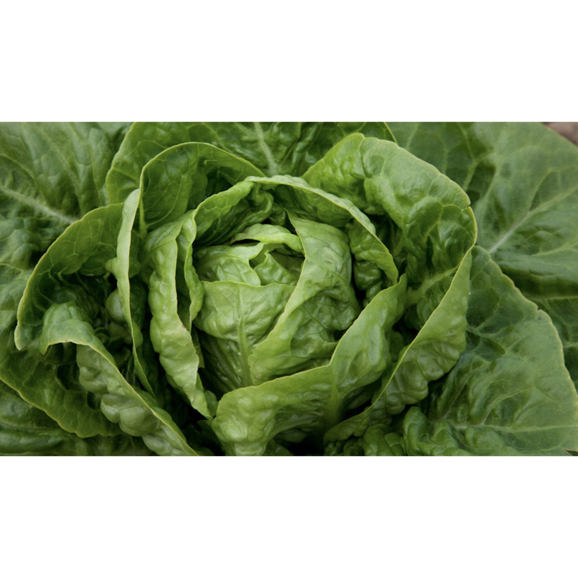 LETTUCE; BUTTER HEAD; Cindy (KS-SAK-CHE-CIN)