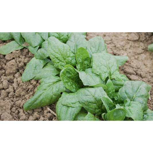 SPINACH; Giant Winter/Verdil