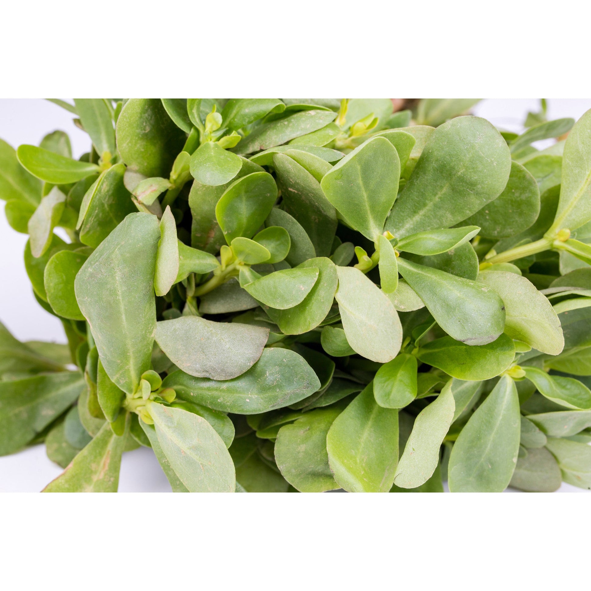 SALAD GREEN; Summer Purslane