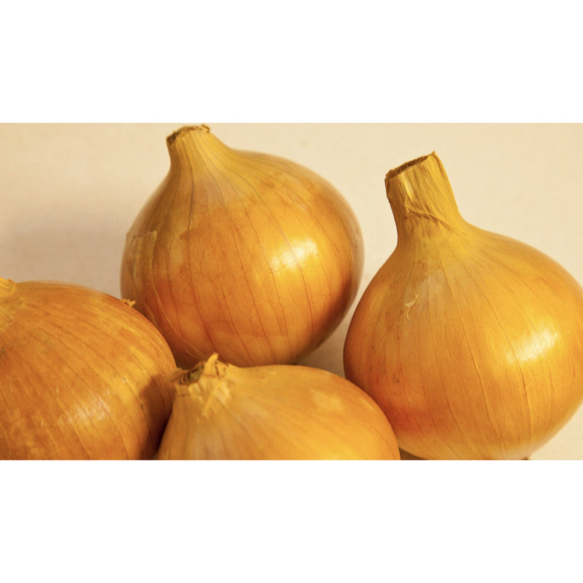 ONION; Sturon