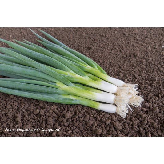 ONION; Ischikrona (KS-WHZ-AM-ILW)