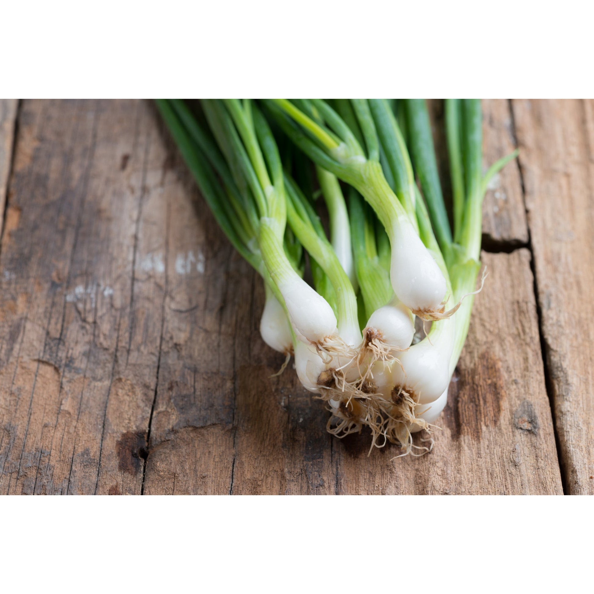 ONION; White Lisbon