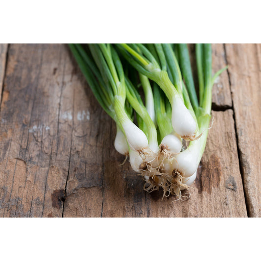 ONION; White Lisbon