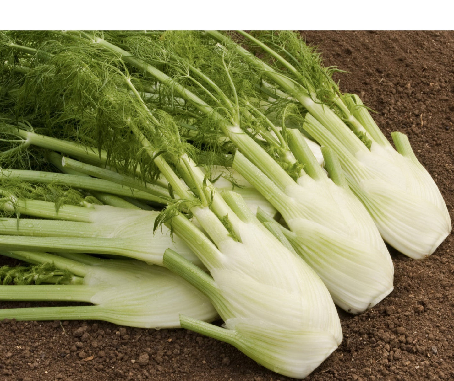 FLORENCE FENNEL; Fino